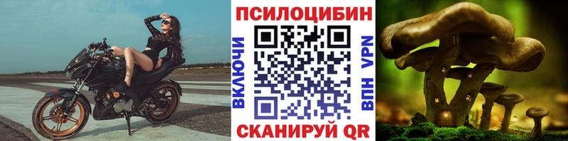 Псилоцибиновые грибы Psilocybe  Ершов 